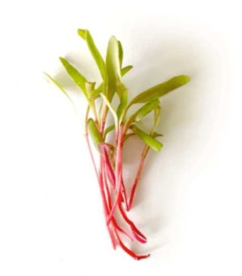 Default alternative text describing the image.