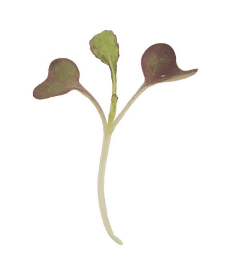 Default alternative text describing the image.