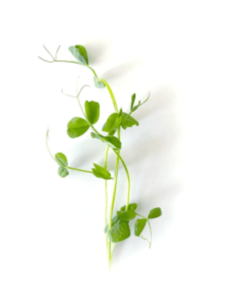 Default alternative text describing the image.