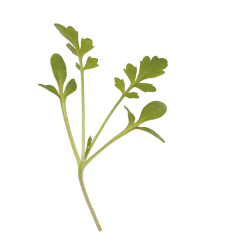 Default alternative text describing the image.