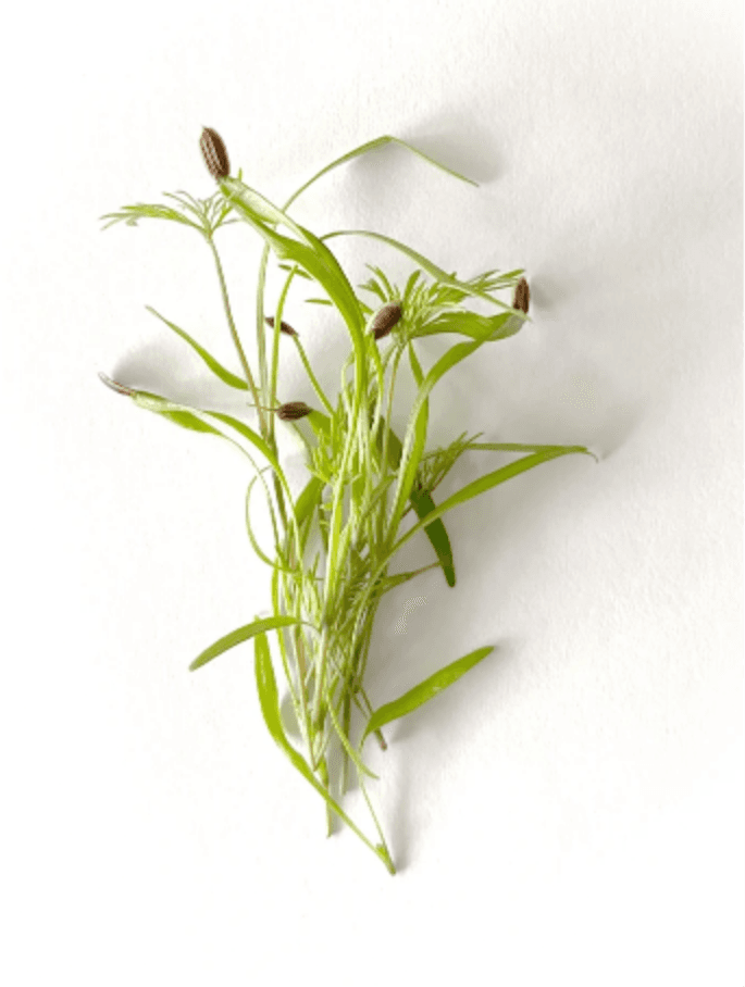 Default alternative text describing the image.